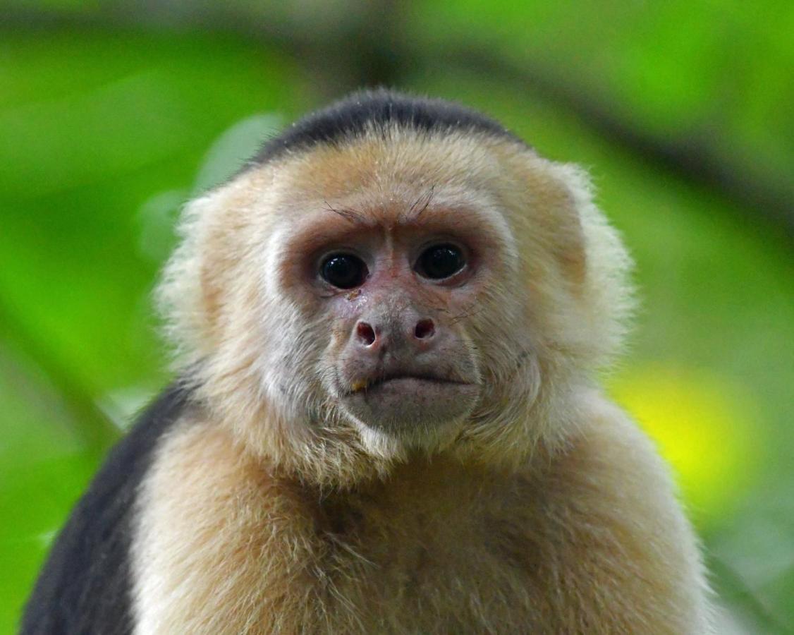 La Montanita Lodge Manuel Antonio Kültér fotó