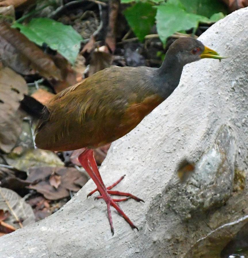 La Montanita Lodge Manuel Antonio Kültér fotó