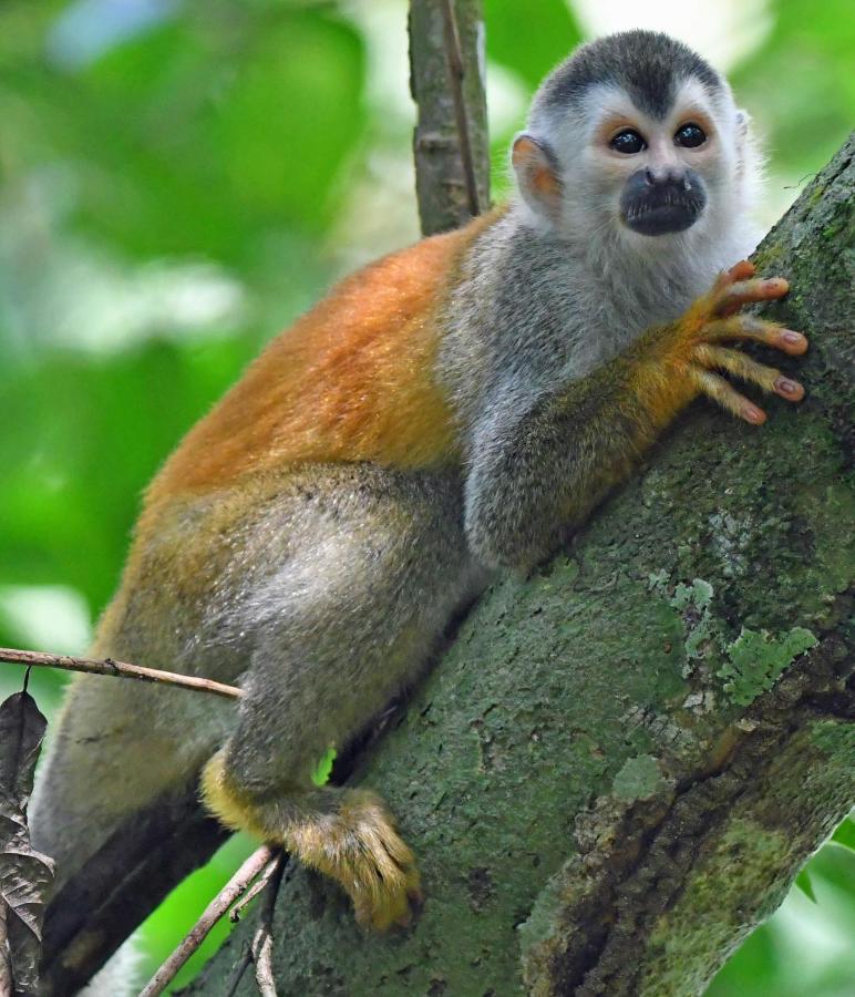 La Montanita Lodge Manuel Antonio Kültér fotó