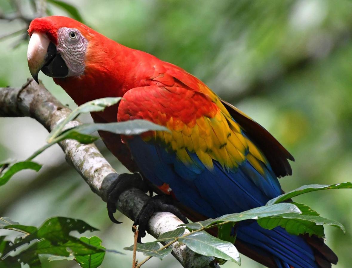 La Montanita Lodge Manuel Antonio Kültér fotó